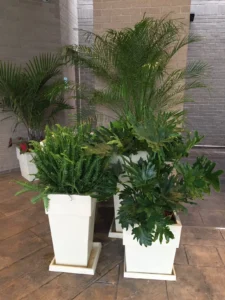 Plantscape Design in Louisville, KY
