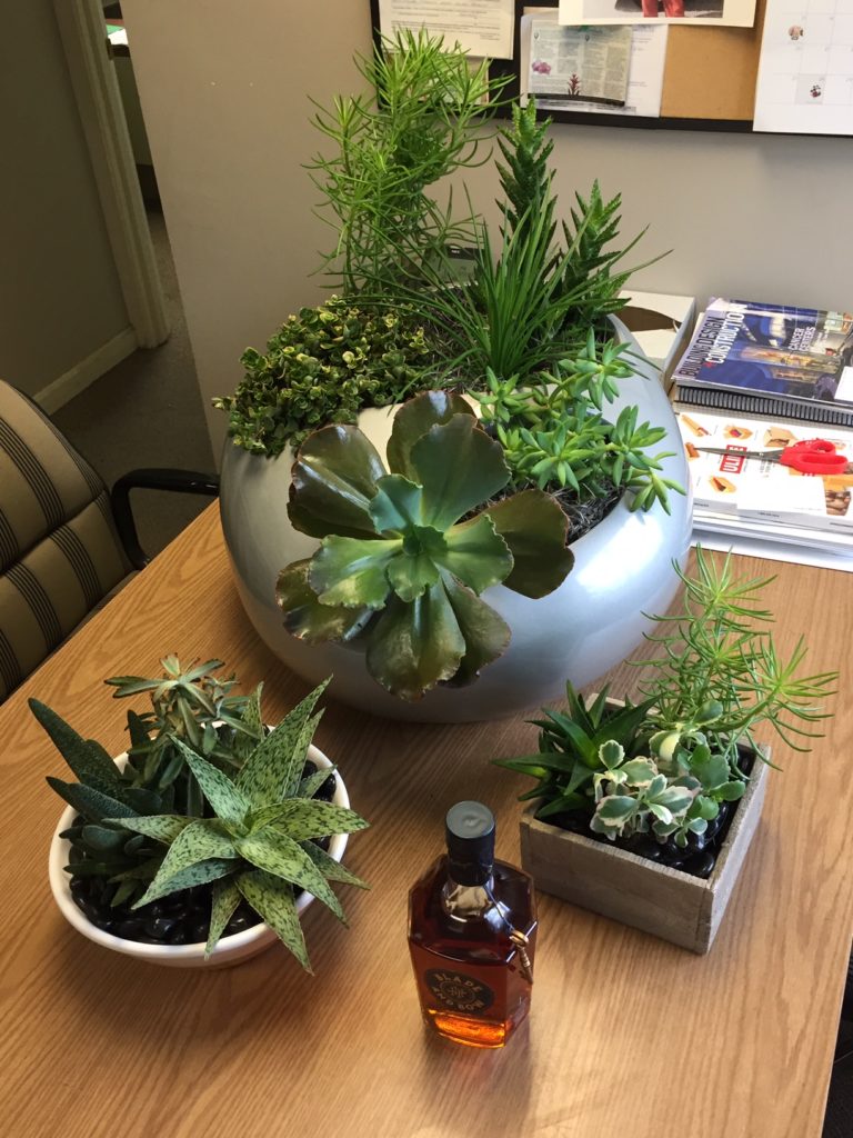 Interior Plants in Louisville, KY Anything Groes