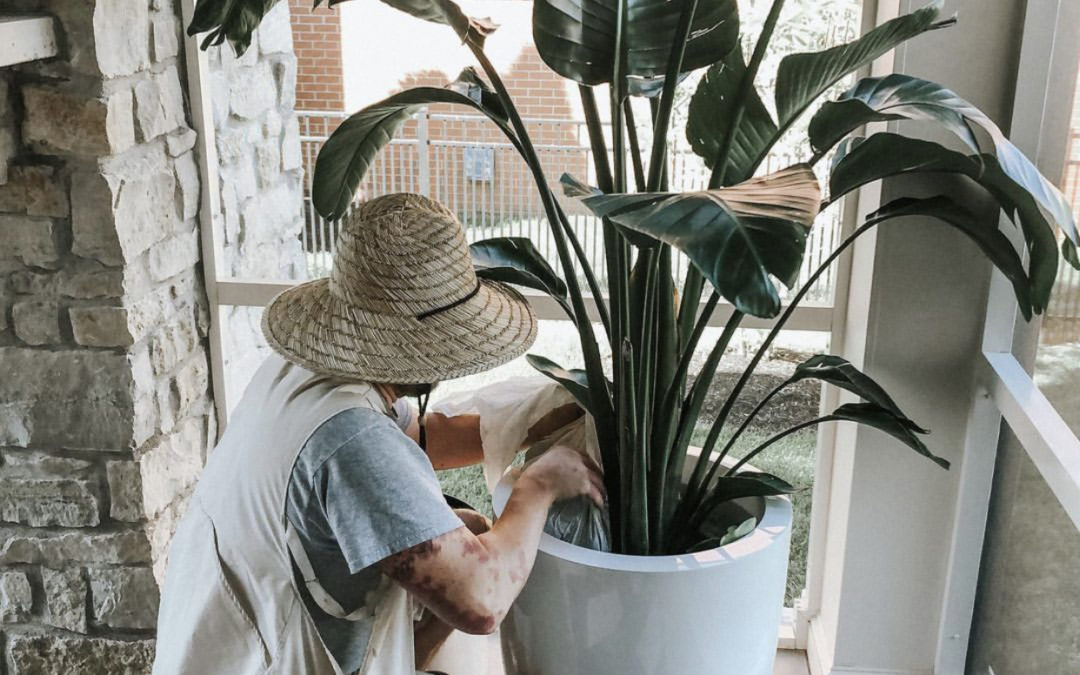 What You Need to Know About Fertilizing House Plants