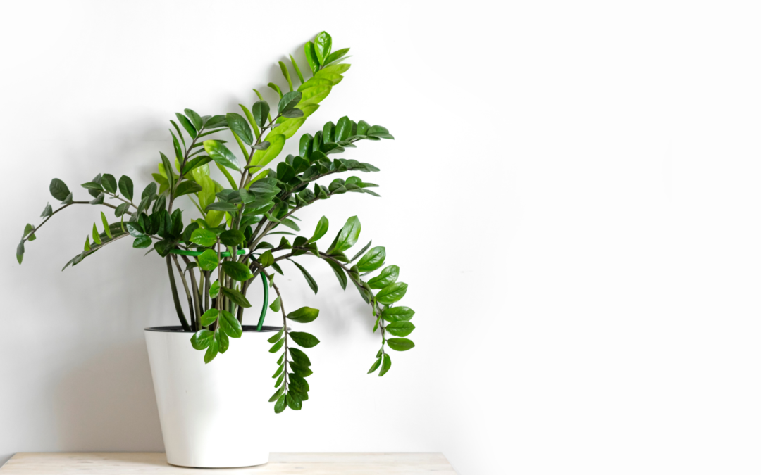 6 Best Low-Maintenance Indoor Plants