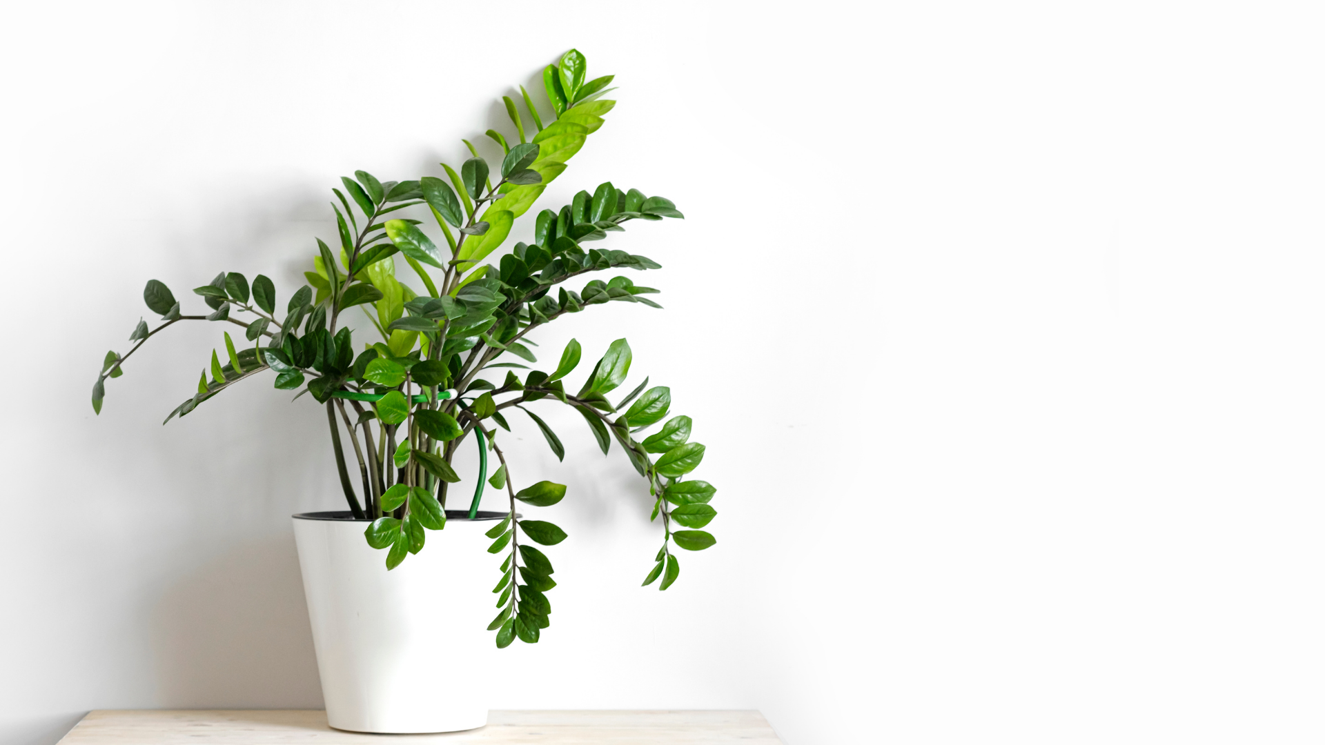 Best Low Maintenance Indoor Plants Anything Groes Louisville, KY