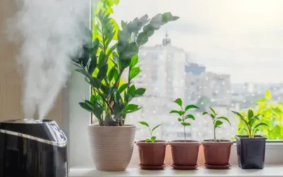 Caring for Your Houseplants in the Winter