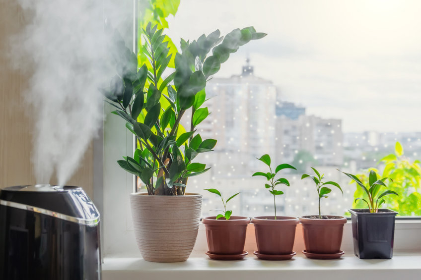 Caring for Your Houseplants in the Winter