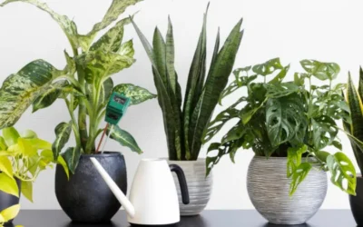 Spring Houseplant Care