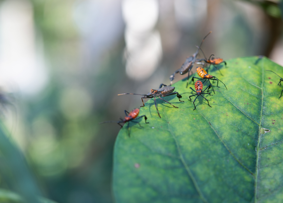 Natural Pest Control Methods for Your Yard