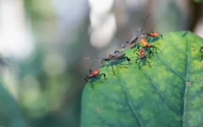 Natural Pest Control Methods for Your Yard