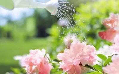 Plant Care Hacks for Lazy People