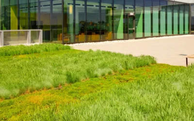 Raise the (Green) Roof, Help the Earth!