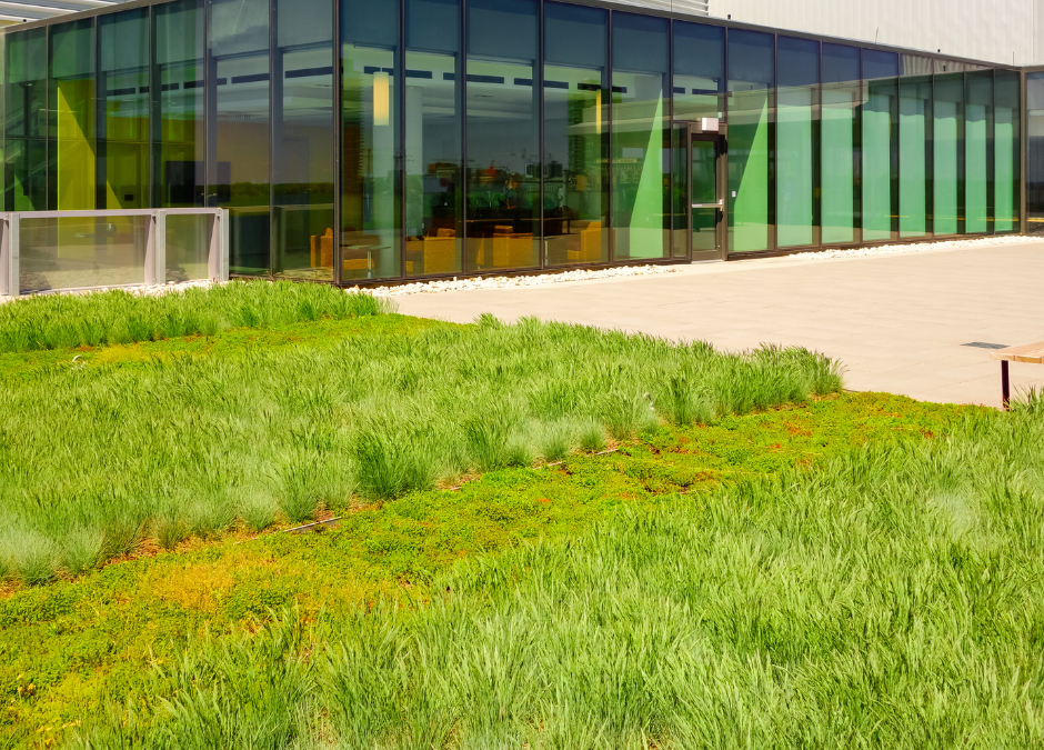 Raise the (Green) Roof, Help the Earth!