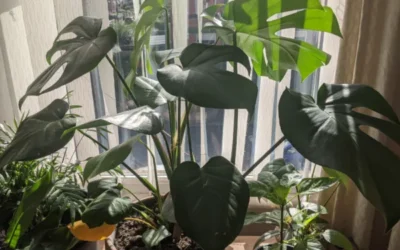 Houseplants in Autumn