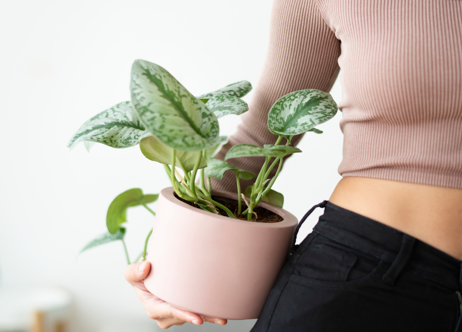 How to Be a Better Plant Parent