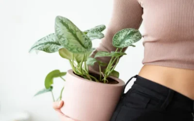 How to Be a Better Plant Parent