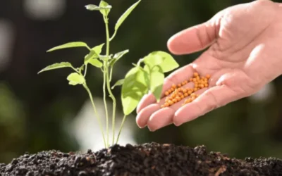 Fertilizing Indoor and Outdoor Plants – Tips for Success