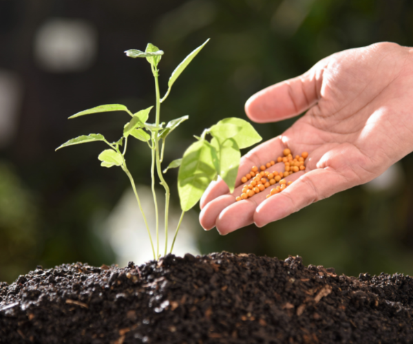 Fertilizing Indoor and Outdoor Plants – Tips for Success