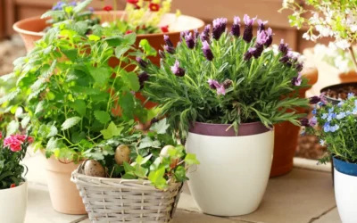 Small Changes That Can Make a Big Difference in Your Plant’s Health