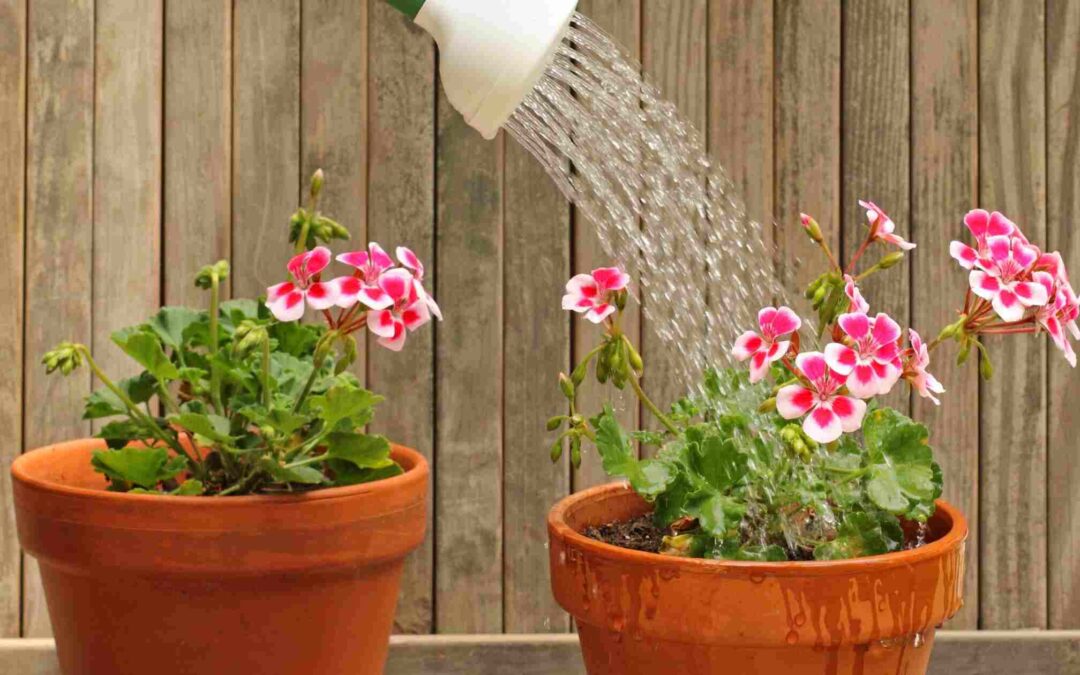 Dos and Donts of Watering in Hot Weather