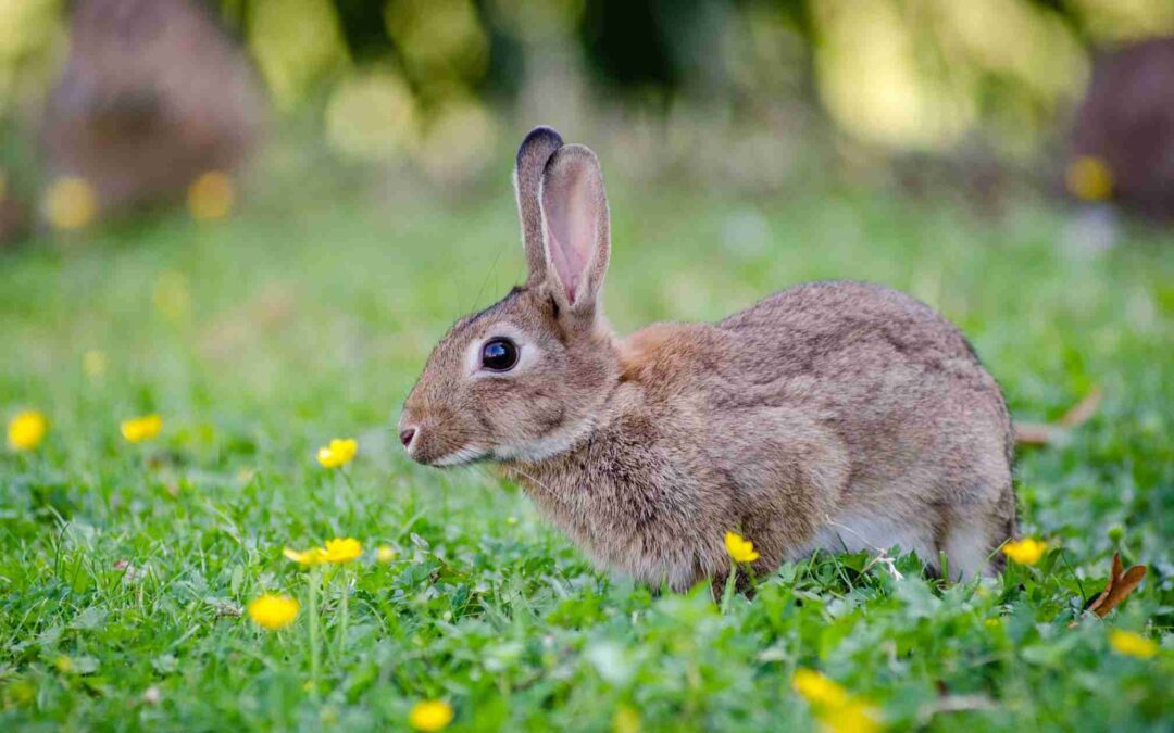 Keeping Your Lawn Pristine: Ways to Prevent Animals from Ruining Your Landscape