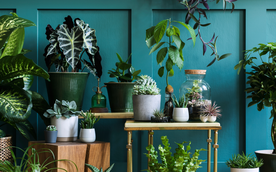Top 10 Houseplants and How to Care for Them