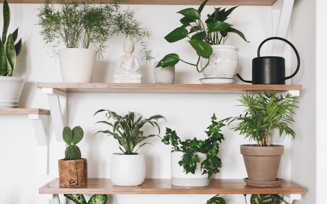 National Houseplant Appreciation Day