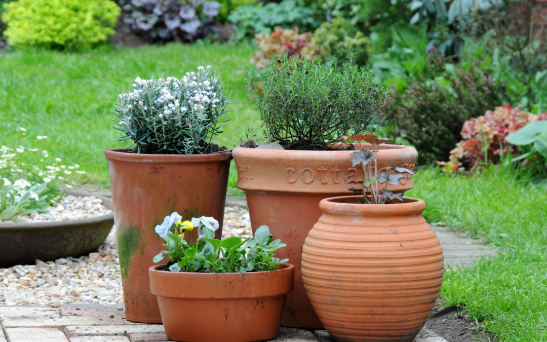 Container Gardening Ideas to Enhance Your Outdoor Space