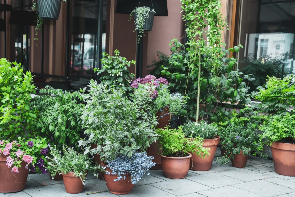 container gardening