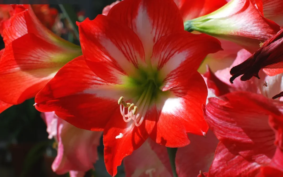 Poinsettias Aren’t the Only Christmas Plant