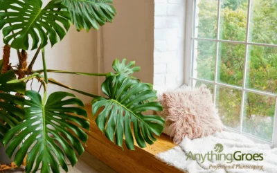 Moving Your Plants Outside for Summer: A Guide for Plant Enthusiasts