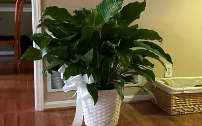 The Best Low-Light Plants for Your Office