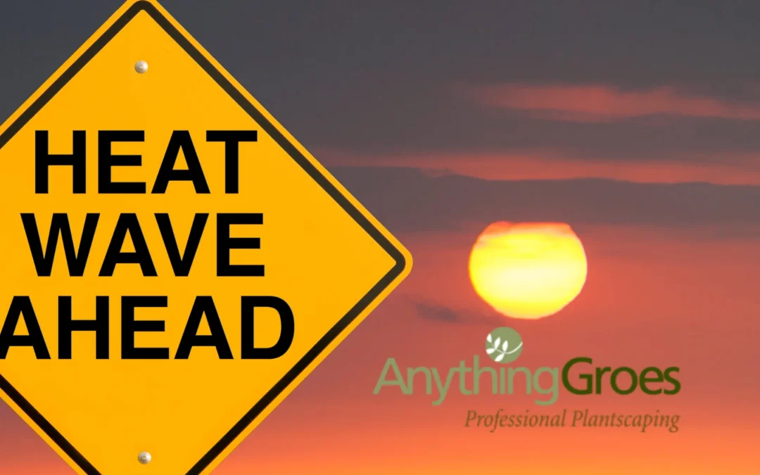 How to Keep Outdoor Plants Alive During Extreme Heat