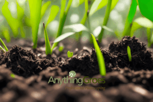 Lay Sod and Plant Grass Seed in Kentucky