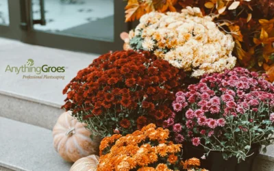 Can Your Fall Mums Survive the Winter? A Guide to Keeping Them Alive