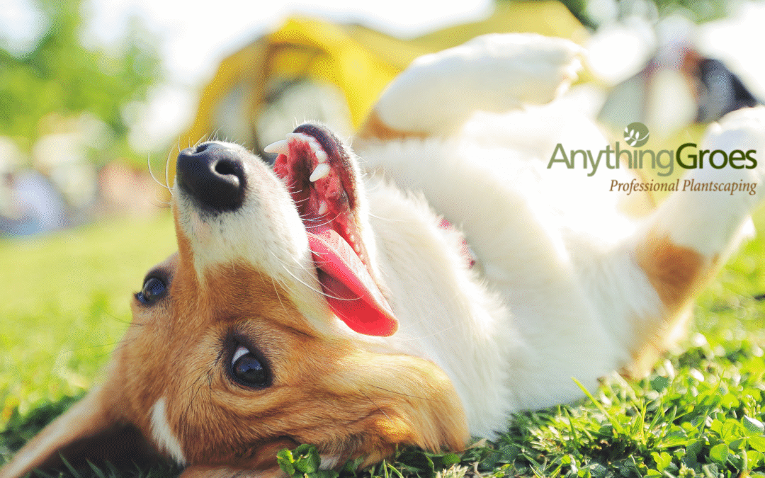 Your Guide to Fixing a Muddy Yard in Louisville