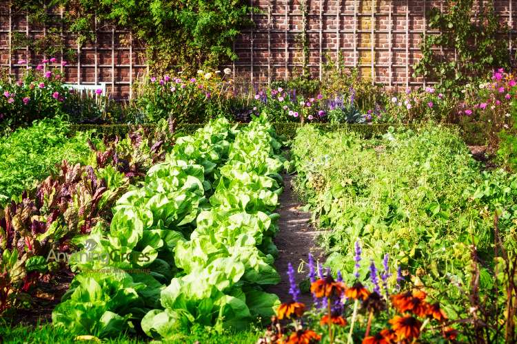 Edible Landscaping: Create a Beautiful, Functional Garden