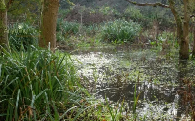 Tips for Managing Excess Water in Gardens