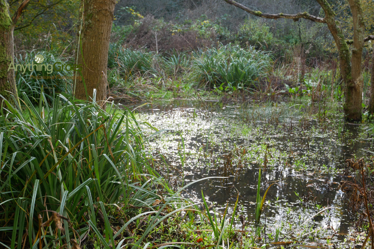 Tips for Managing Excess Water in Gardens