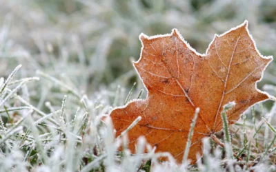 Winterize Your Kentucky Lawn: What to Do Before First Frost